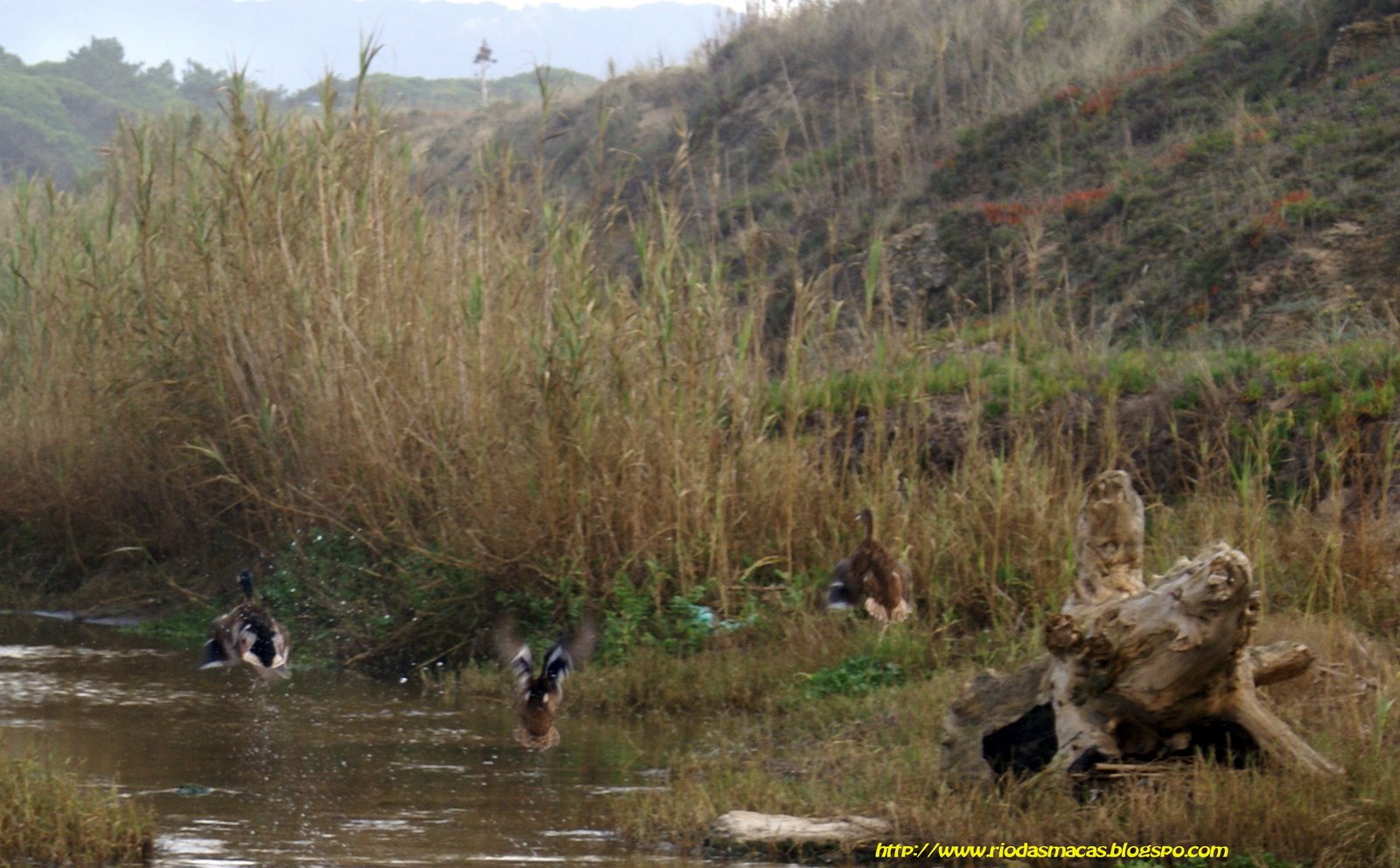 [patospraia5final.jpg]