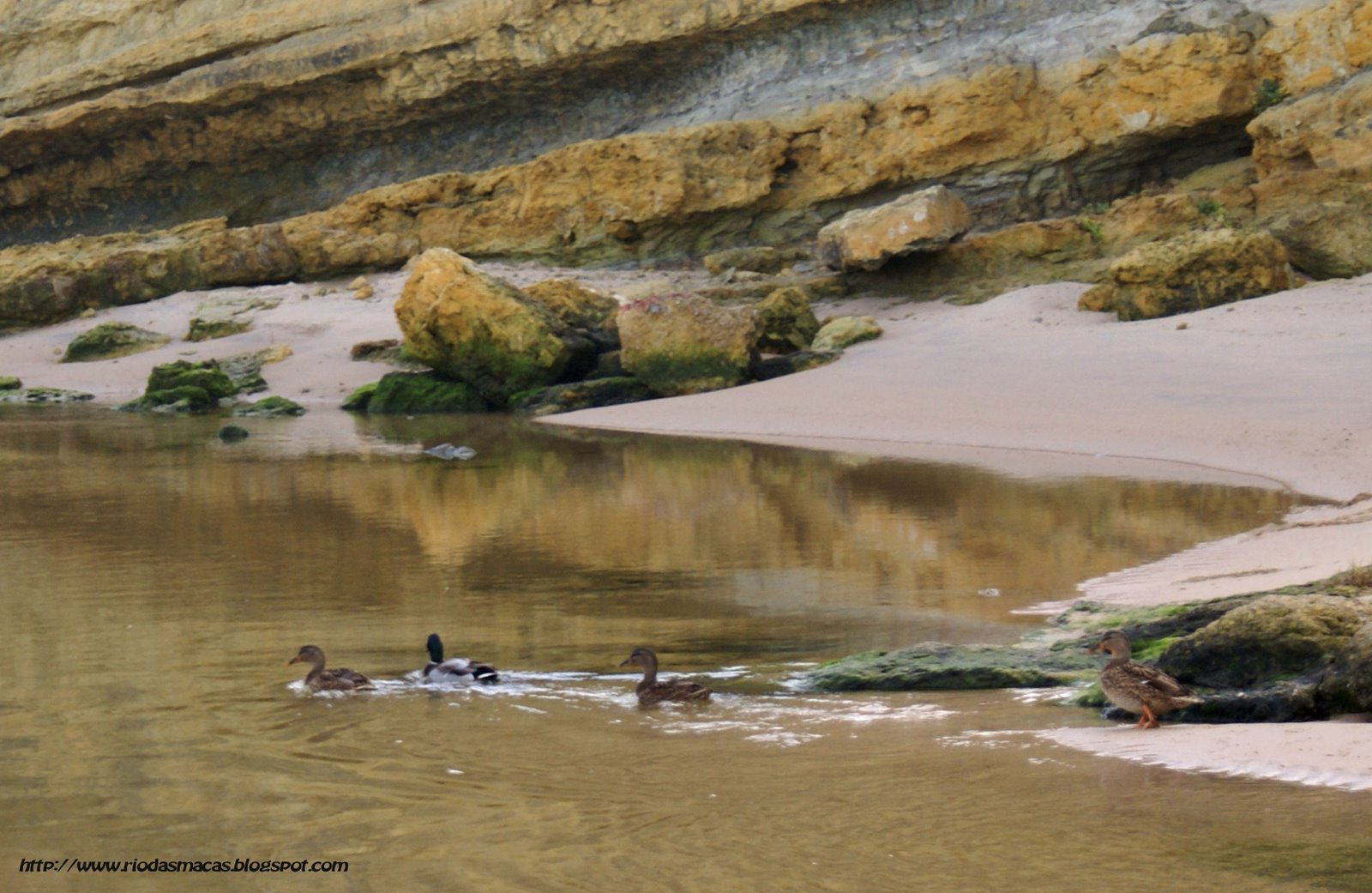 [patopraia2final+copy.jpg]