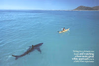 kayak and shark