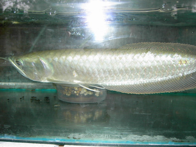 AROWANA SILVER 20CM