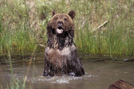 The Grizzly Bear