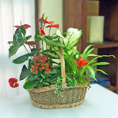 cesta de plantas
