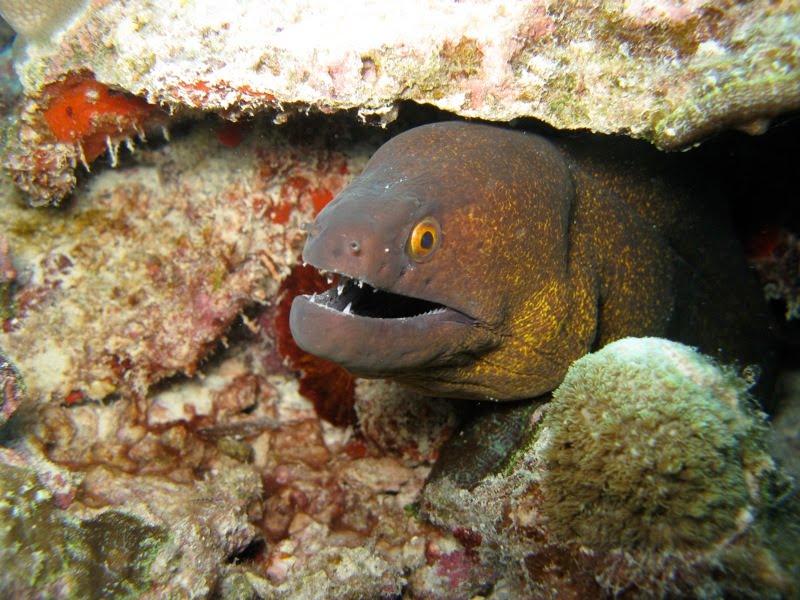 Unusual Marine SIghtings - Moray Eels | GVI UK