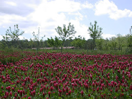 Bees Love Clover