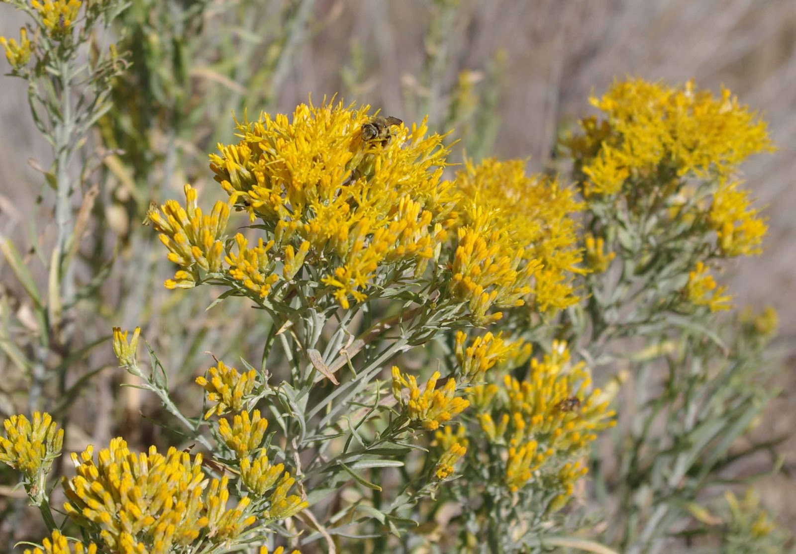 Happy ATV Trails Bigtooth Maples, Aspen Trees, Rabbitbrush along