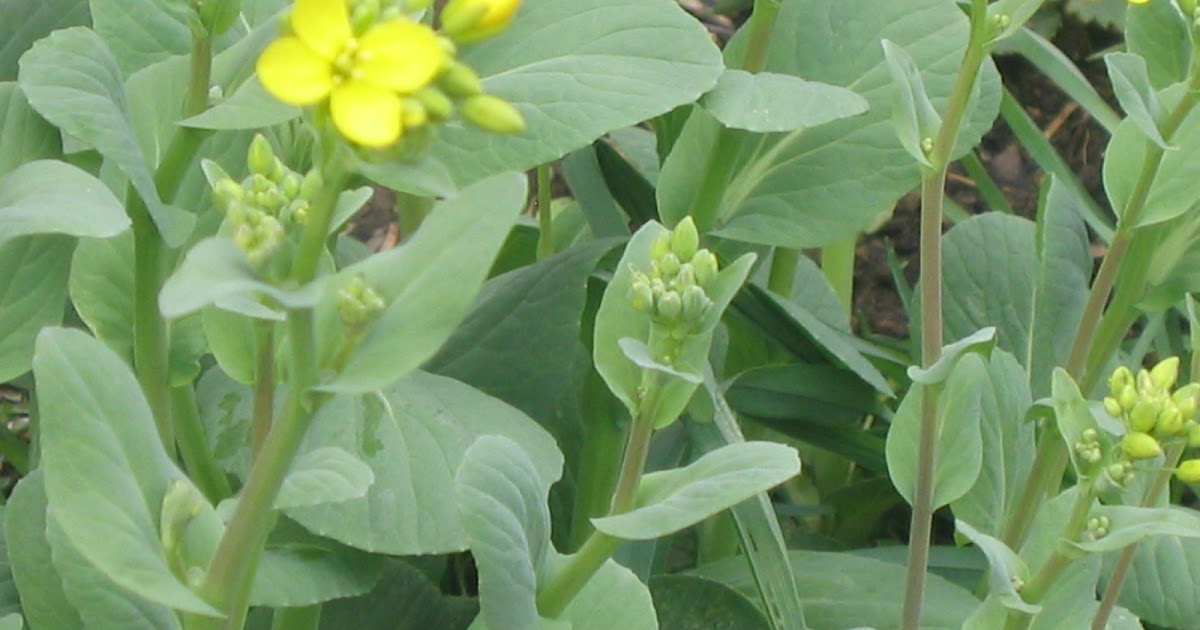 The Slow Cook Bolting Arugula & Tat Soi A Crazy Salad