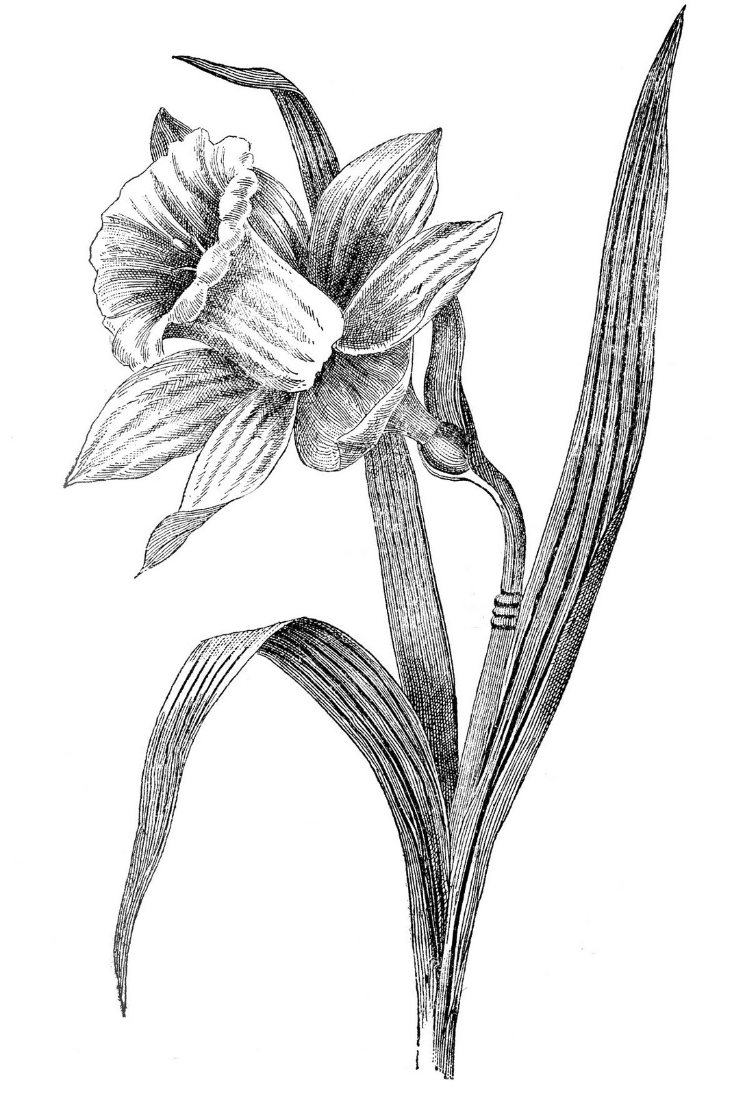 daffodil drawing