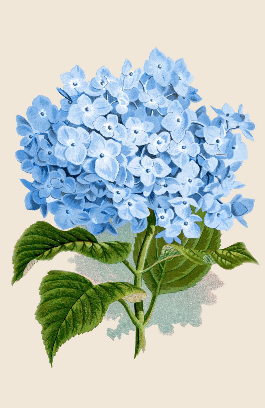 Hydrangea Art