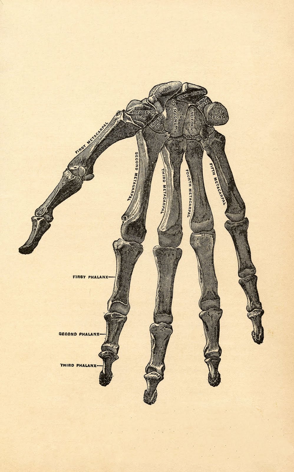 Skeleton Hand Anatomy