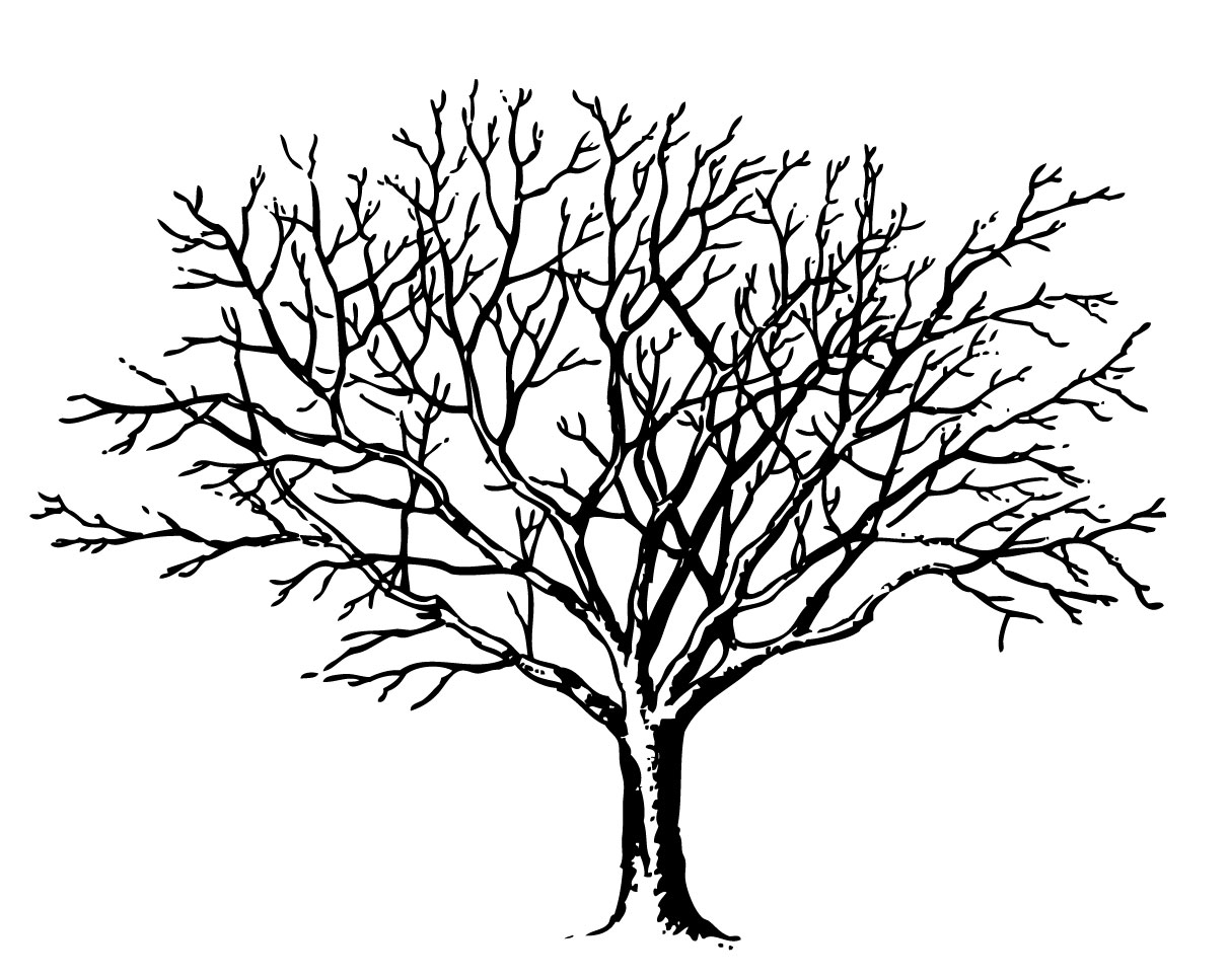 Art In Trees