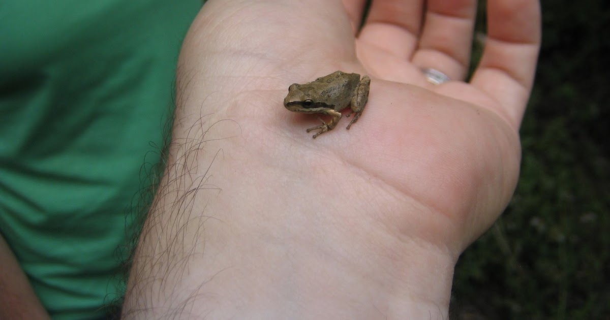 orange county nature Pacific Tree Frog