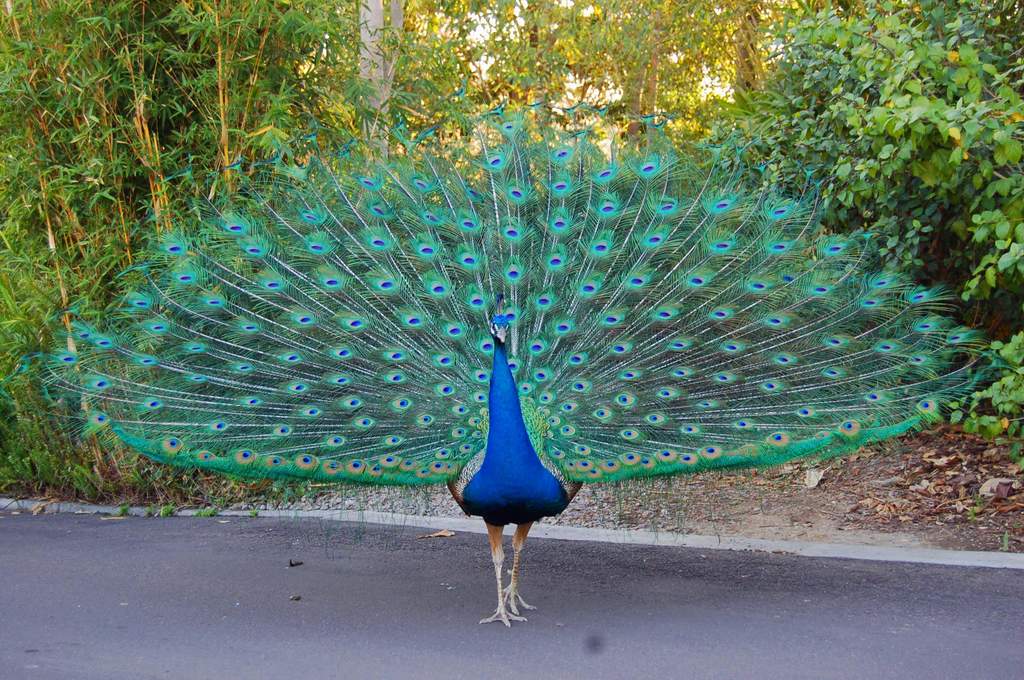 gambar burung - gambar burung