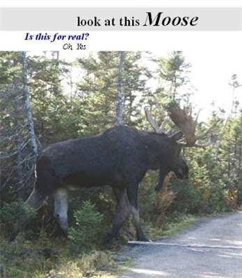Elliot Lake Moose