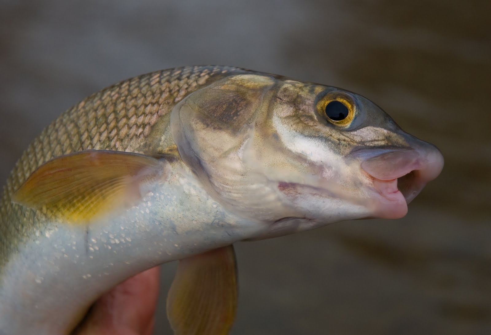 111° WEST Whitefish Derby