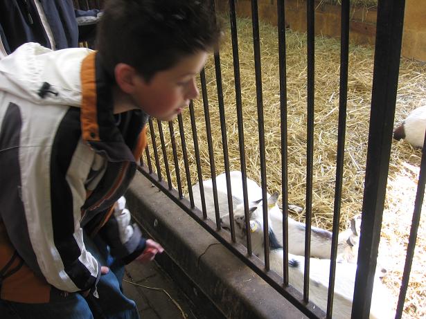 [Kinderboerderij+N'gein+vrijdag+23okt2009+blog+1.JPG]