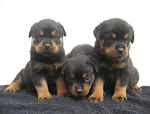 Filhotes Rottweiler