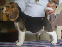 Waldorf (Curumin) com 2 meses