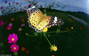 Butterflies HD Wallpapers 15 Images, Picture, Photos, Wallpapers
