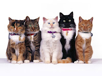 Cute Cats HD desktop wallpapers and photos