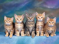 Cute Cats HD desktop wallpapers and photos