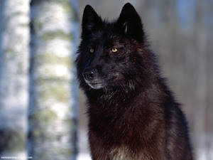 Predatory Eyes, Black Wolf Images, Picture, Photos, Wallpapers