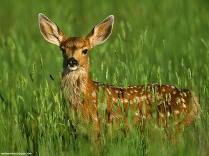 Copy(1) of Mule Deer Fawn Images, Picture, Photos, Wallpapers