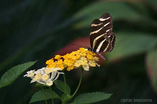 Con Un Ojo Cerrado Siempre Te Recuerdo Con Mucho Carino Mariposa Claro que no conocia detalles de tu familia ni de tu infancia o sea eramos amigos de circustancias jajaj , que bonito homenaje a tu mami , la mia tambien se fue a los 68 y mi papi a los 58 muy pronto para mi gusto , gracias por compartir tu intimidad y ya sabes por aca ando como siempre dispuesto a jugar. con un ojo cerrado blogger
