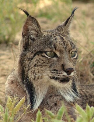 lynx cat
