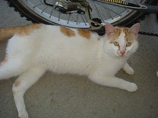 orange cat with white spots