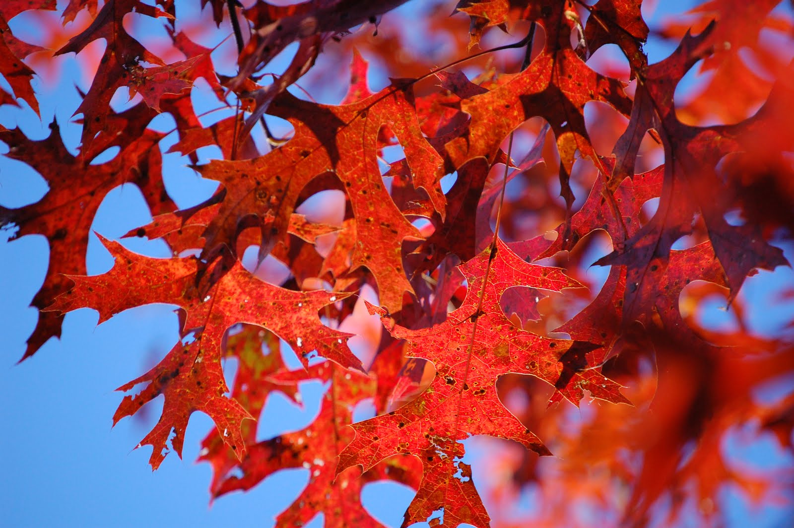Mountain Photo Gallery Fall Leaf Color in Western North Carolina Mountains