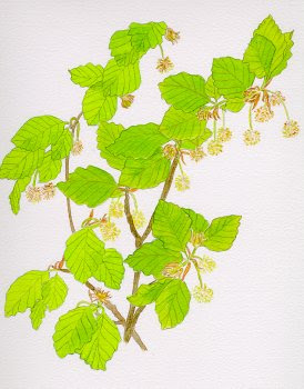 Beech