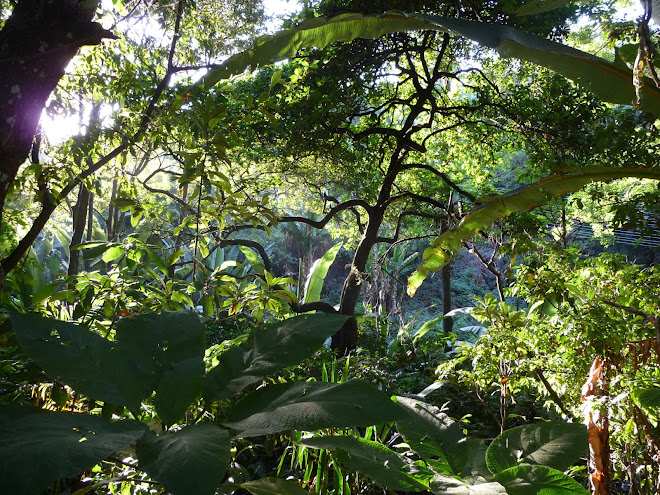interior del "parque nacional barranca de cupatitzio". Uruapan