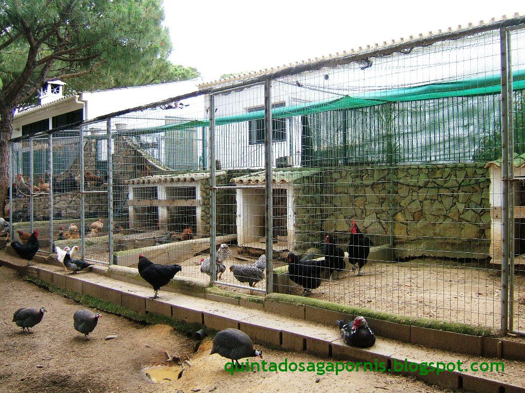 [viveiros+galinhas.JPG]