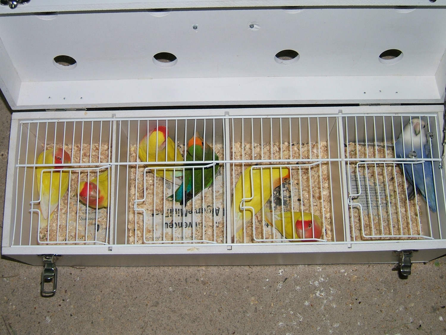 [Transportadora2.JPG]