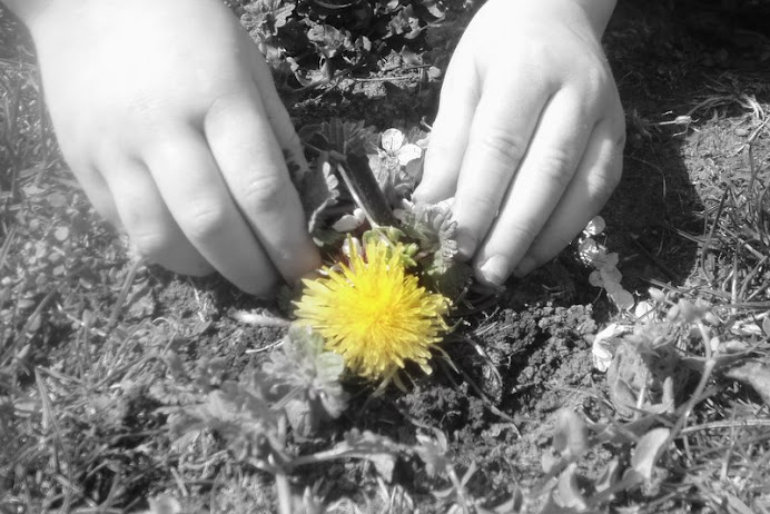 Garden of Dandelions