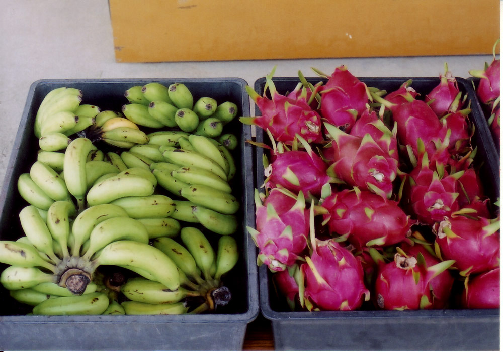 [20080902_fruit2.jpg]