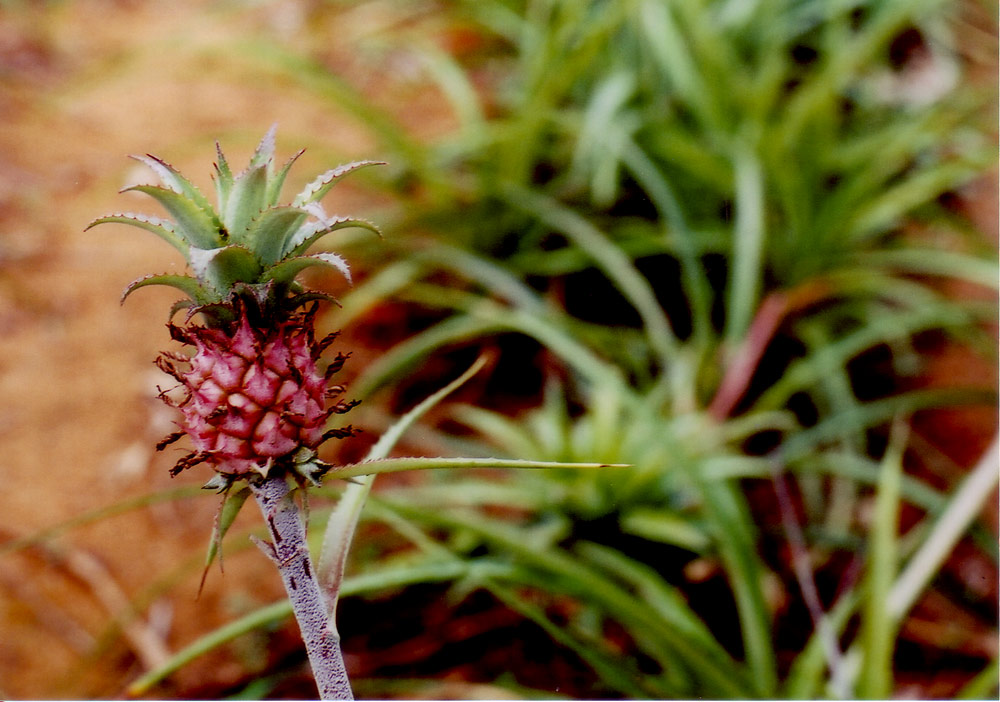 [20080903_yufu_minipine.jpg]