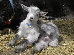 Baby Goat