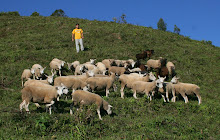 Criação de Ovinos