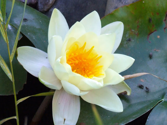 Nimphea Lotus