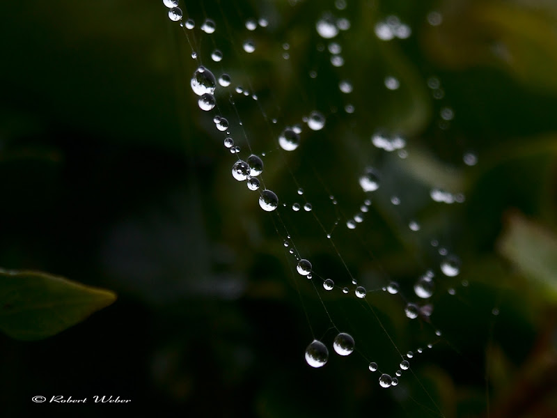 spider pearls