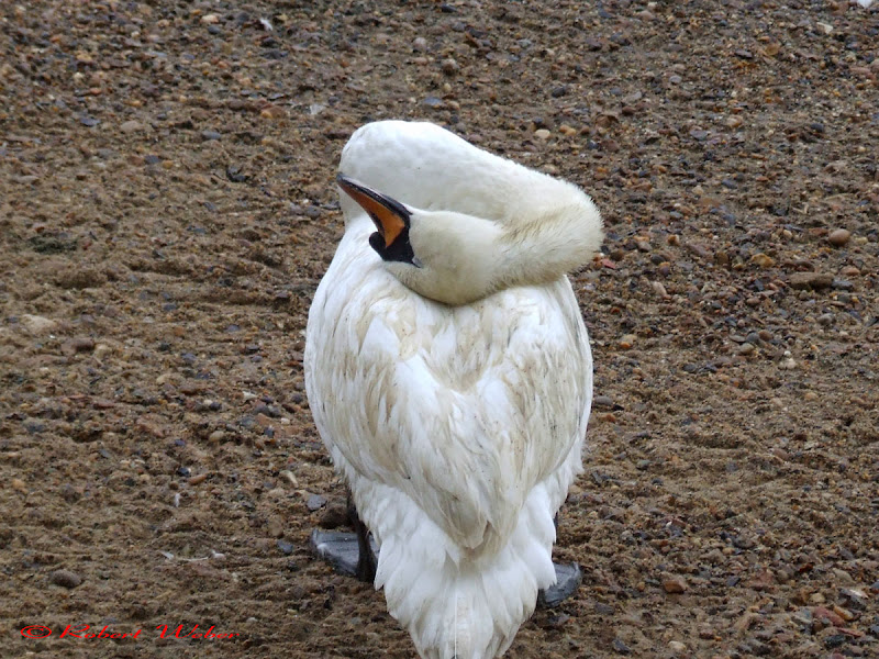 sleepy swan