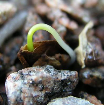 [Frit%20moment%20of%20germination.jpg]