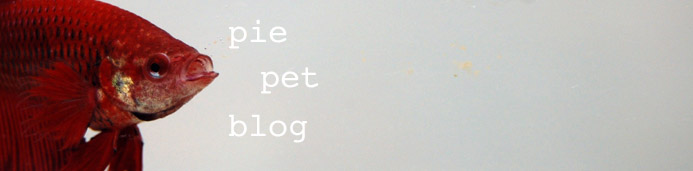 pie pet blog