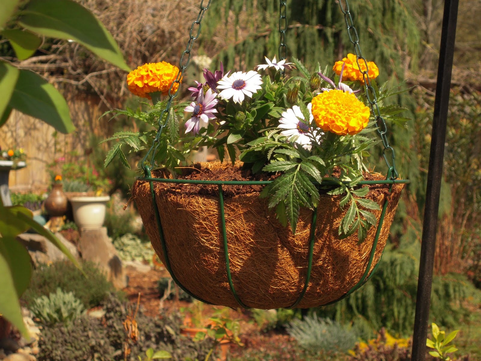 Hail and To My Garden Marigolds Or Slugs?