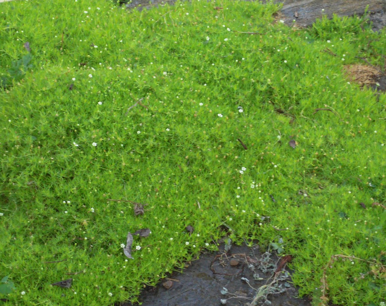 ground moss ground moss