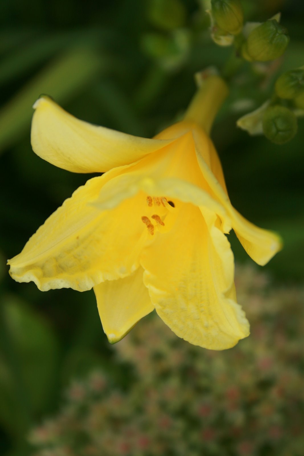 Aiken House & Gardens: The Garden in Autumn