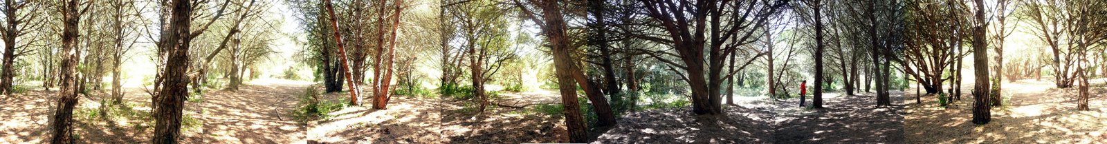 [peter+dans+la+forêt...jpg]