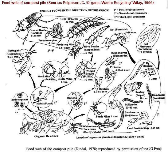 [FoodWebinCompost-pile.JPG]