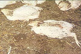 [الرقود+علي+الارض+وفقد+الشهيه.jpg]